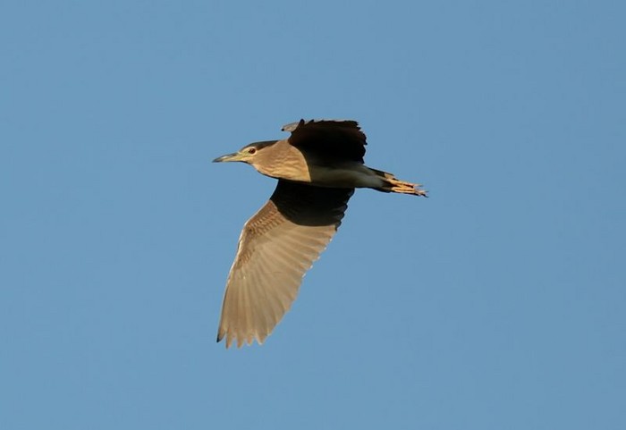 Night Heron