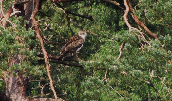 Short-toed Eagle