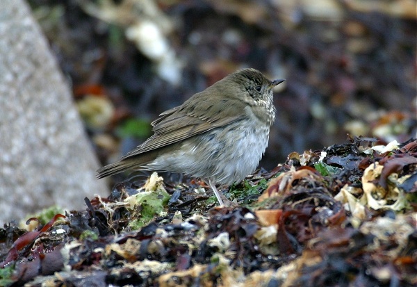 Grey-cheeked Thrush