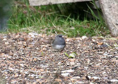 Dark-eyed Junco
