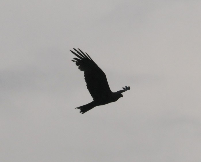 Black Kite