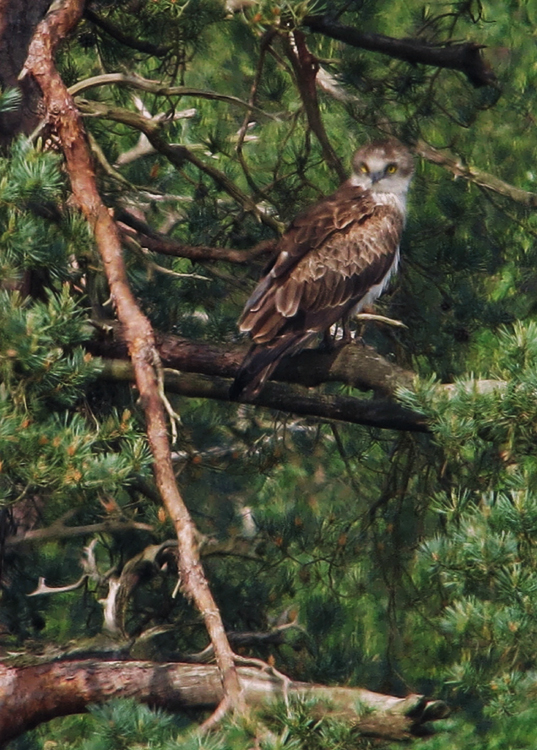 Short-toed Eagle