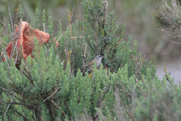 Spectacled Warbler