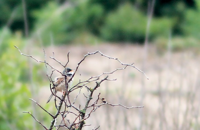 Spectacled Warbler