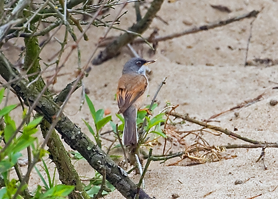 Spectacled Warbler