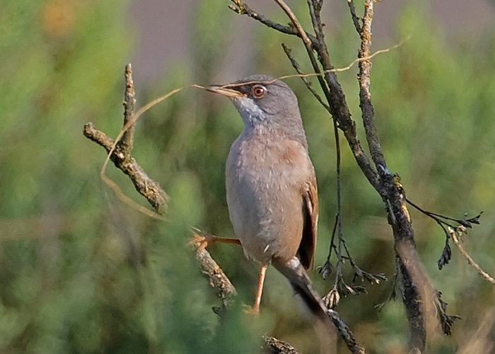 Spectacled Warbler