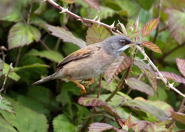 Spectacled Warbler
