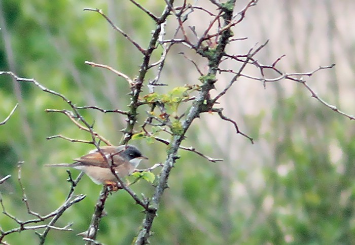 Spectacled Warbler