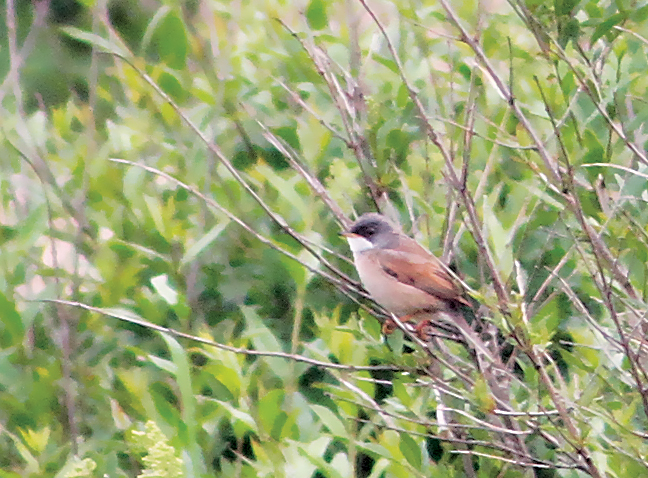 Spectacled Warbler