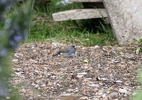 Dark-eyed Junco