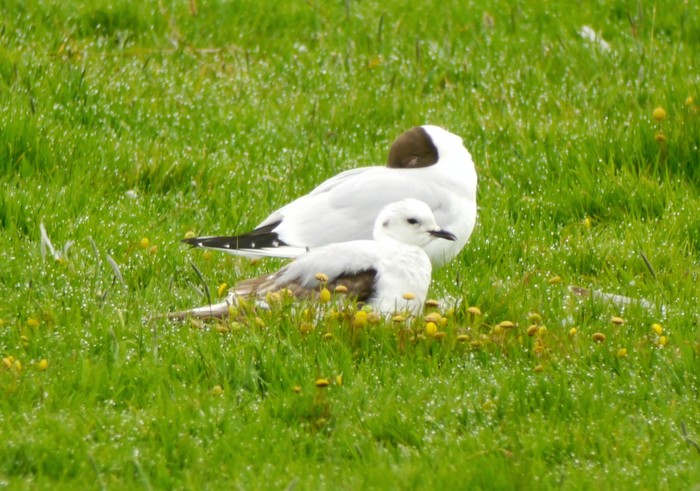 Ross's Gull