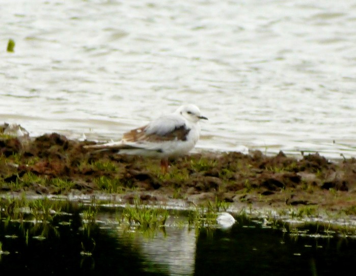 Ross's Gull