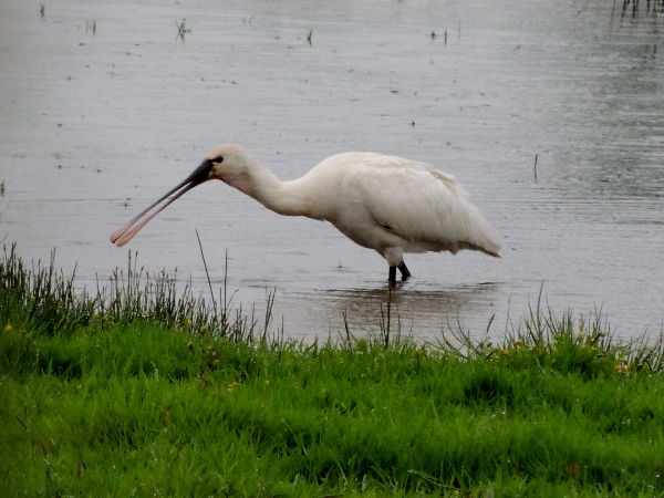 Spoonbill