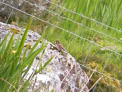 Rustic Bunting
