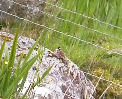 Rustic Bunting