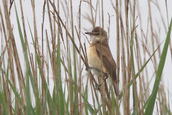 Great Reed Warbler