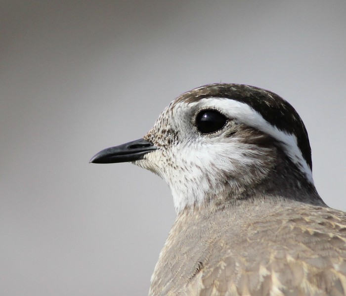 Dotterel