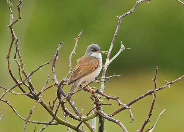 Spectacled Warbler