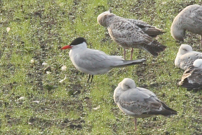 Caspian Tern