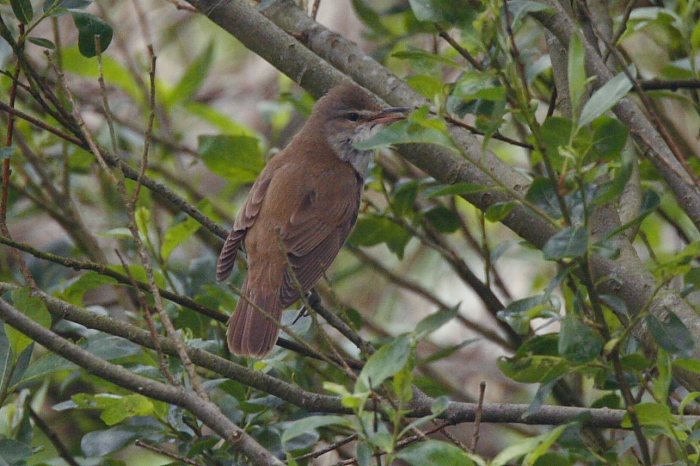 Great Reed Warbler