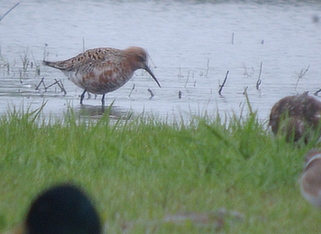 Curlew Sandpiper
