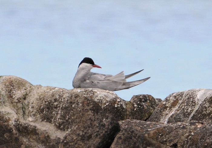 Whiskered Tern