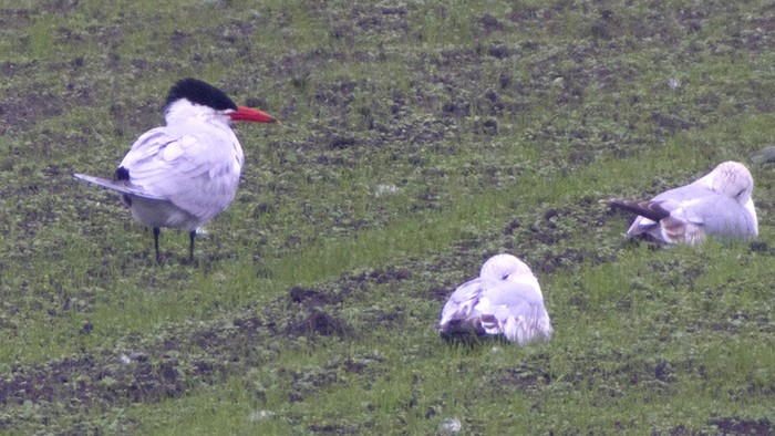 Caspian Tern