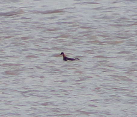 Red-necked Phalarope