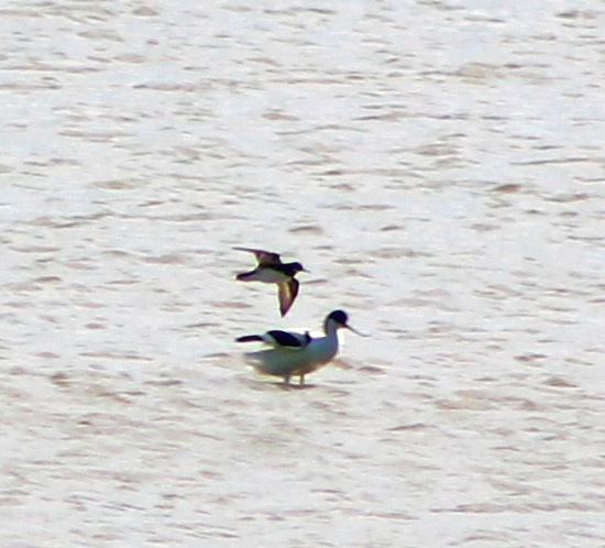 Red-necked Phalarope