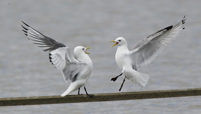Kittiwake