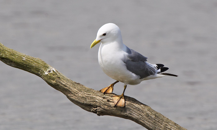 Kittiwake