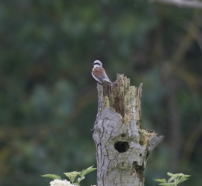 Red-backed Shrike