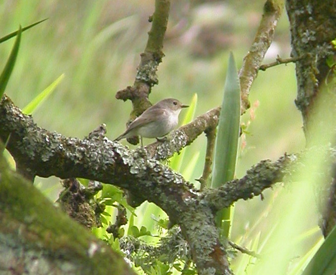 Red-breasted Flycatcher