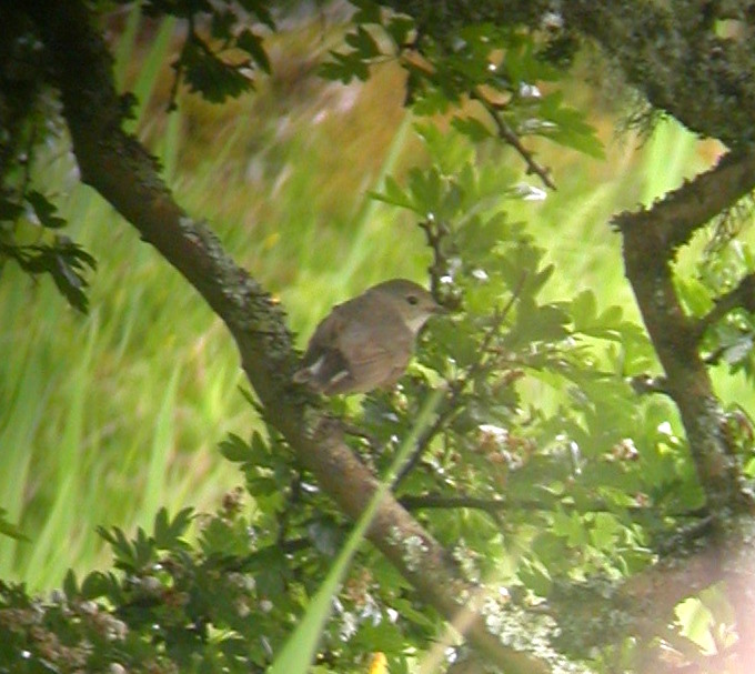 Red-breasted Flycatcher