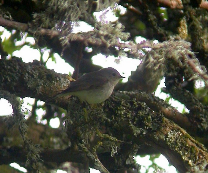 Red-breasted Flycatcher
