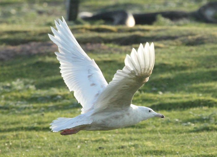 Glaucous Gull