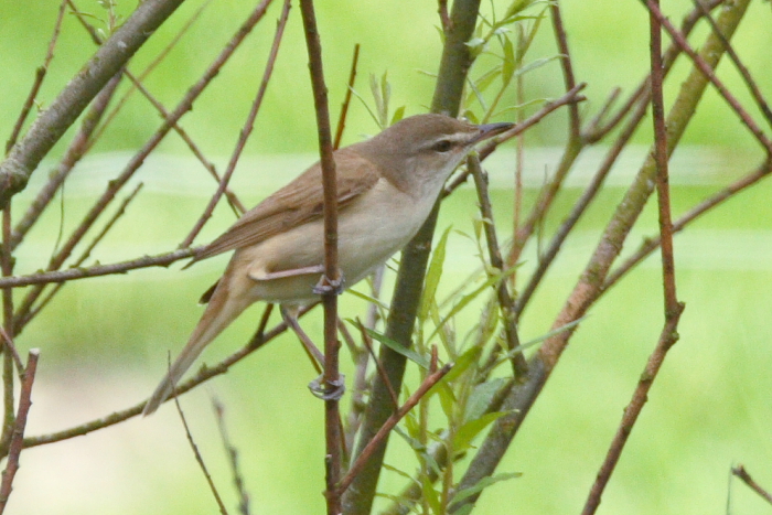 Great Reed Warbler