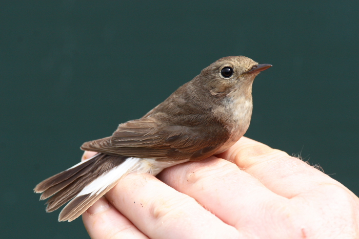 Red-breasted Flycatcher