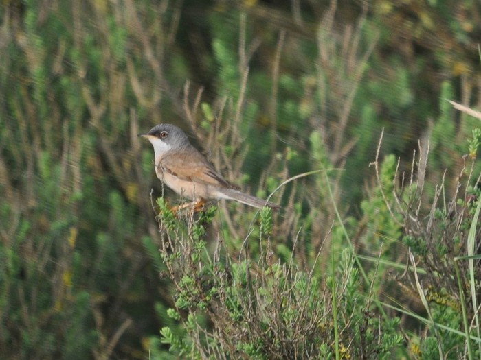 Spectacled Warbler