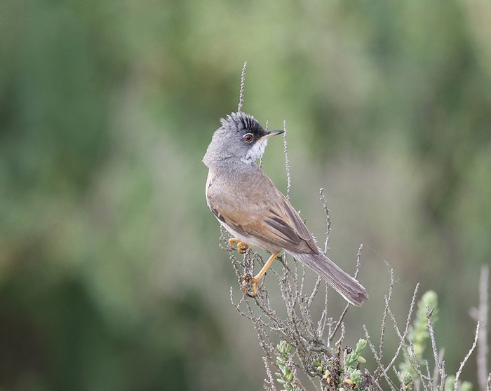 Spectacled Warbler