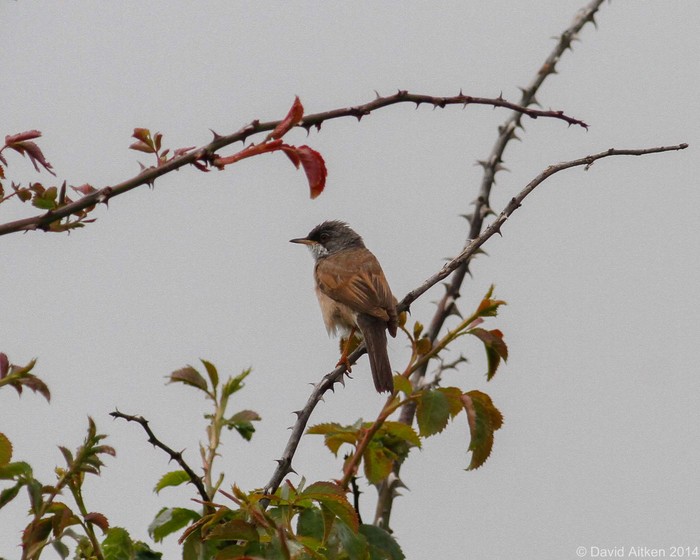 Spectacled Warbler