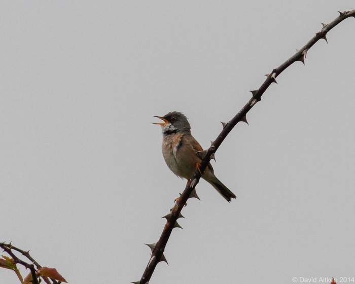 Spectacled Warbler