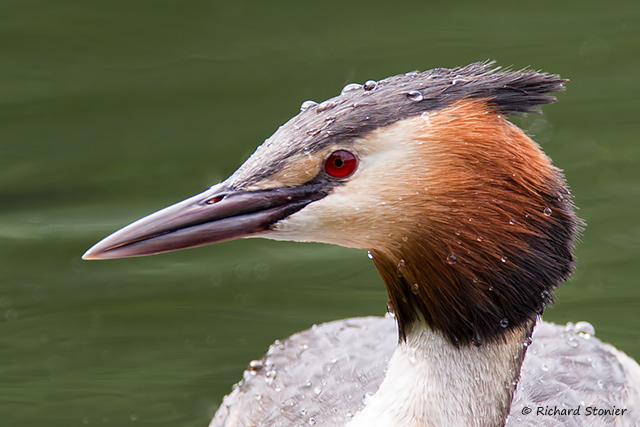 Great Crested Grebe