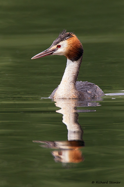 Great Crested Grebe