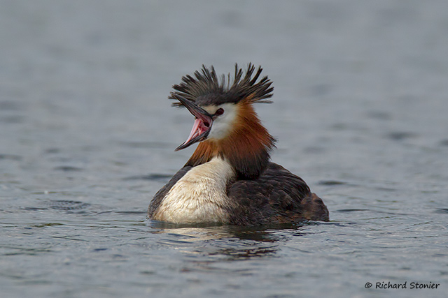 Great Crested Grebe