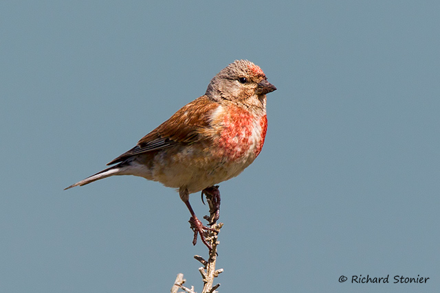 Linnet