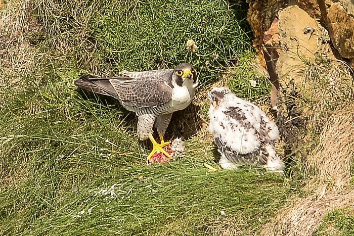 Peregrine