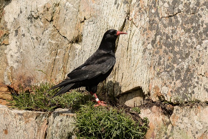 Chough