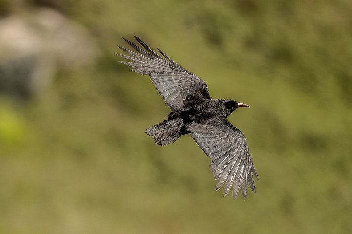 Chough