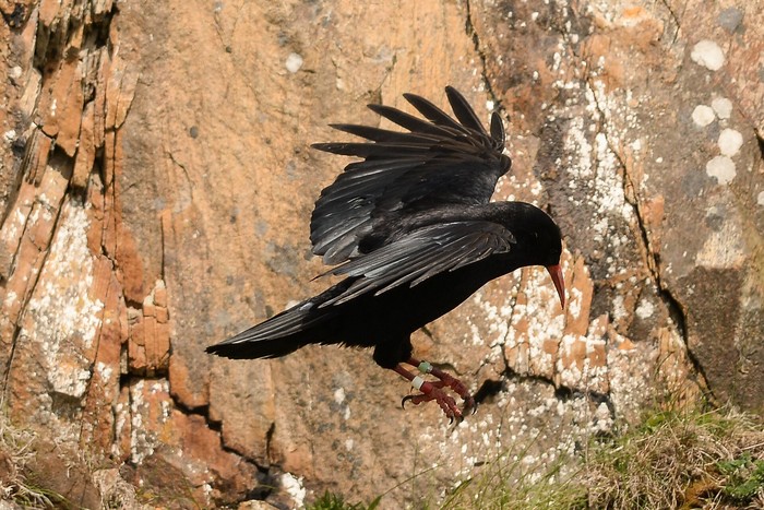 Chough
